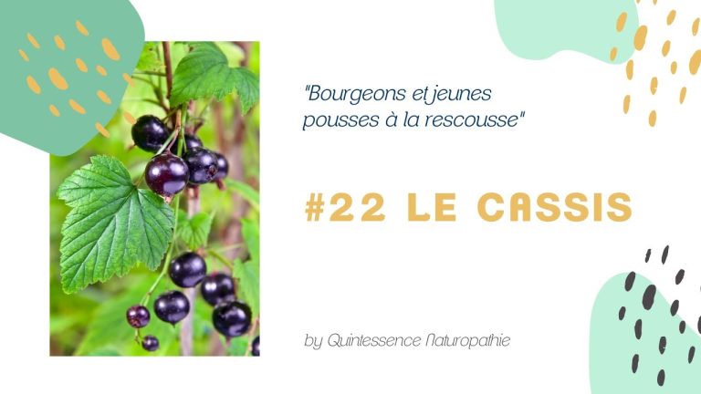 #22 La macérât de bourgeons de cassis : anti-inflammatoire, fatigue, chimio, antibio, allergie, etc.