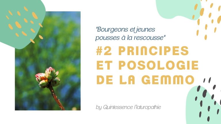 #2 Principes et posologie de la gemmothérapie