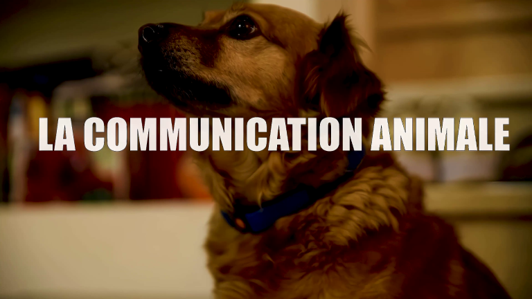 LES ASTUCES DE FRED LA COMMUNICATION ANIMALE N°5